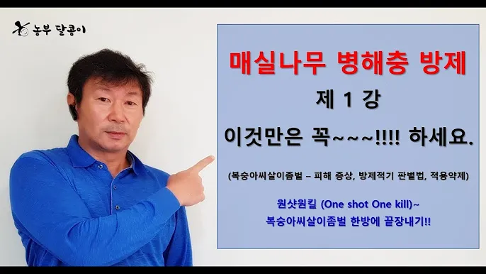 매실 재배 적과 타이밍 병충해 방제 수확 저장_1