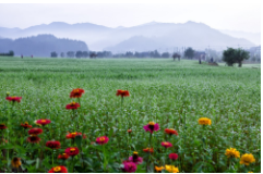 동백여행사 봉평 꽃 축제
