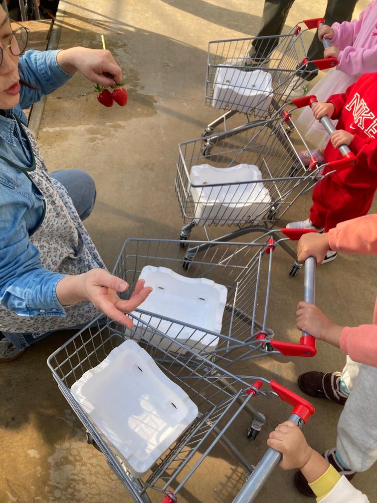 딸기 따기 설명 듣기