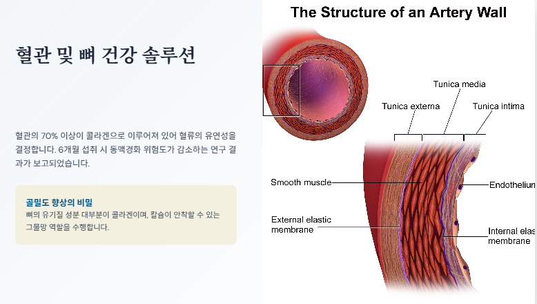 혈관 및 뼈 건강 효과