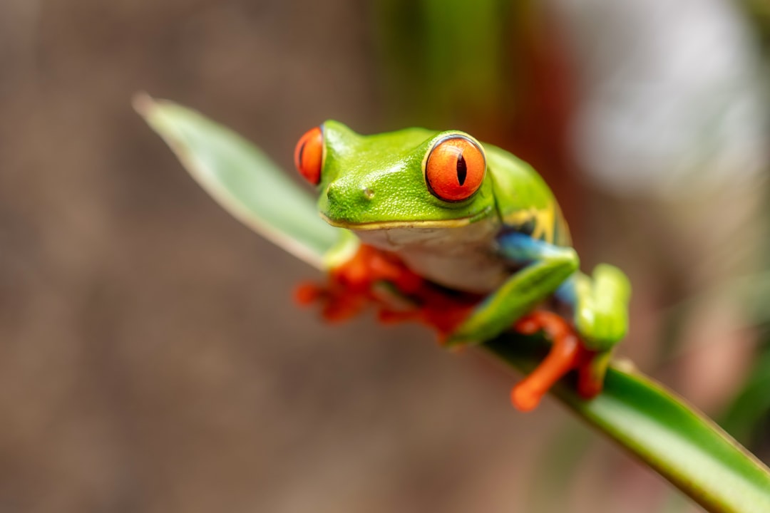 Frog