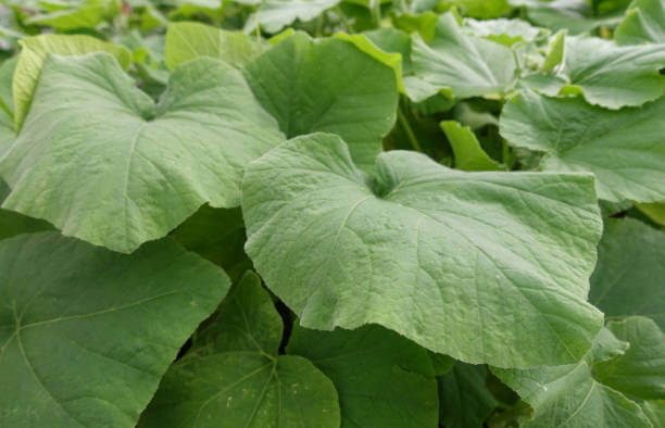 호박잎 효능과 성분, 칼로리를 확인해 보세요! 나이가 들어가니 호박잎을 쌈처럼 먹는 게 맛있더라고요! 다른 반찬이 필요 없는 호박잎에는 어떤 효능이 있는지 볼까요~ 맛있게 먹고 건강해져요!