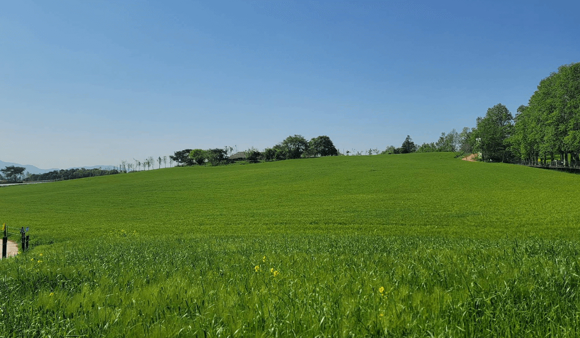 고창 청보리밭 (학원농장) 이미지