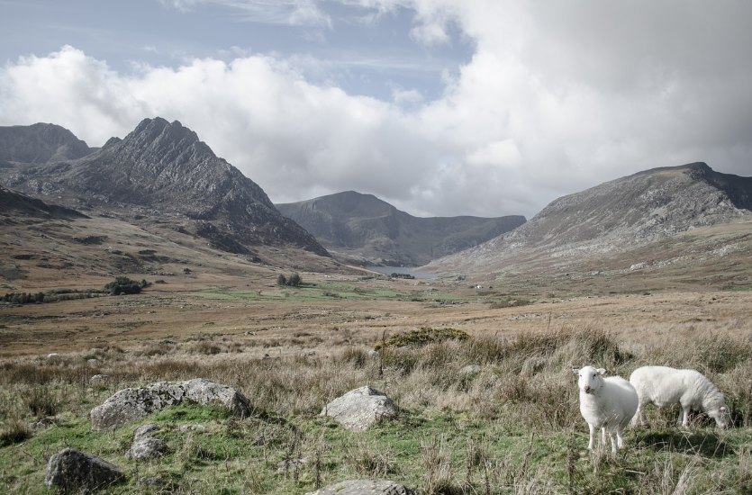 대관령 양떼목장: 겨울 동화 속 한 장면
