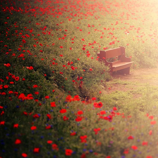용수골 꽃양귀비축제