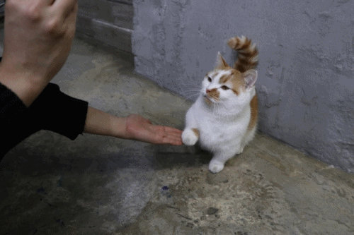강아지교육