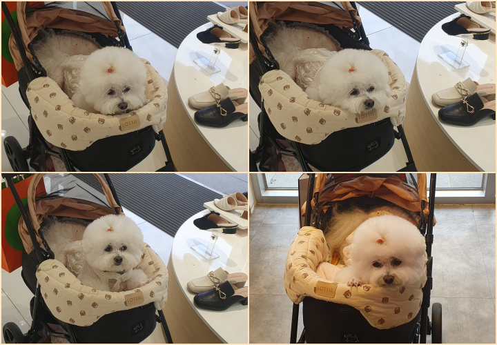 미니비숑, 미니비숑프리제