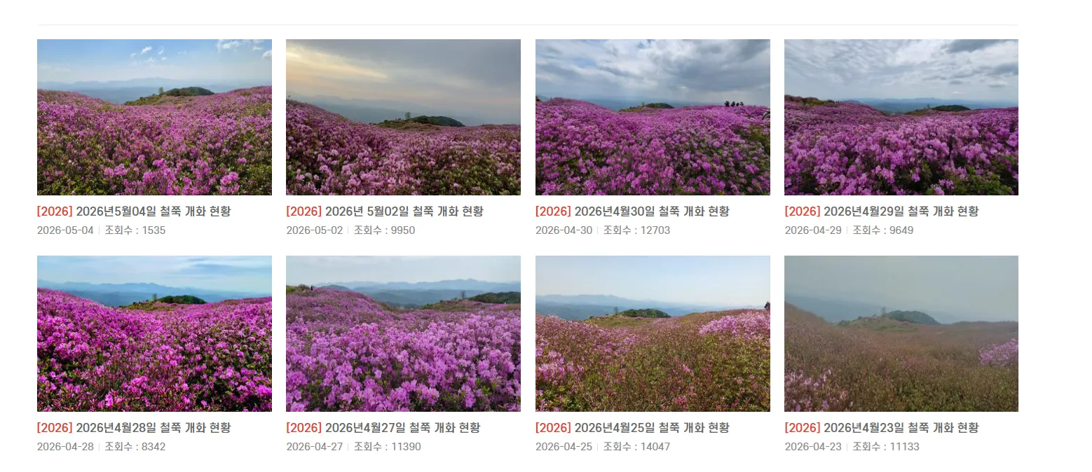 황매산 철쭉 개화 현황