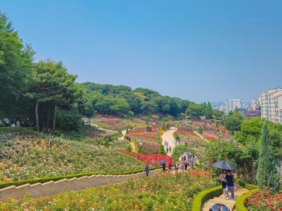 백만송이 장미축제