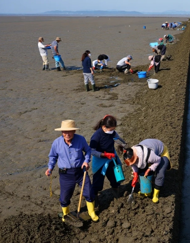 어촌체험마을&amp;#44;바지락캐기&amp;#44;갯벌체험&amp;#44;동죽조개