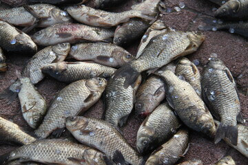 붕어즙 효능 7가지 및 부작용, 출산 후에는 몸을 돌볼 체력이 부족해서 회복을 위해 붕어즙을 자주 먹습니다.