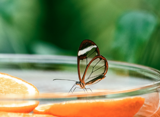 2025 함평 나비대축제