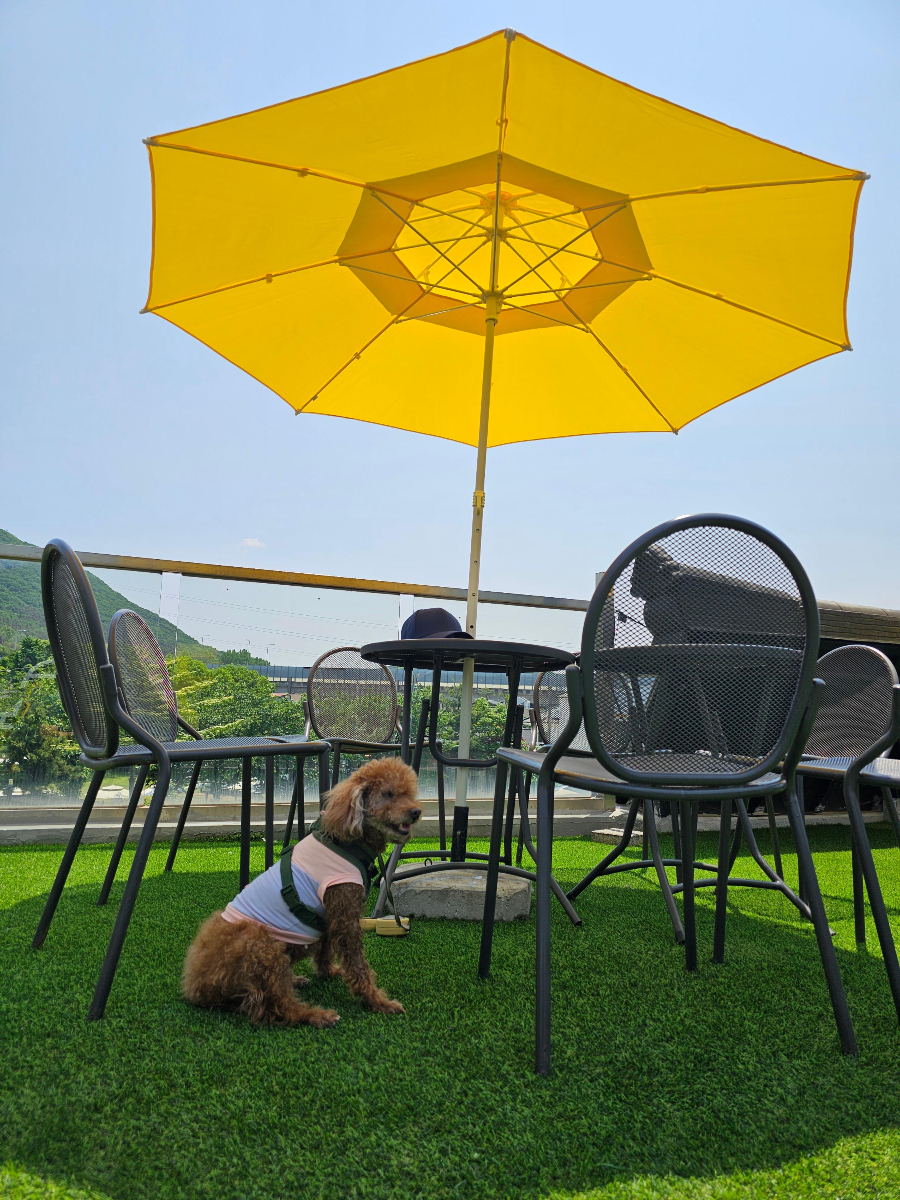 루프탑 잔디 위에 강아지가 앉아 있는 장면