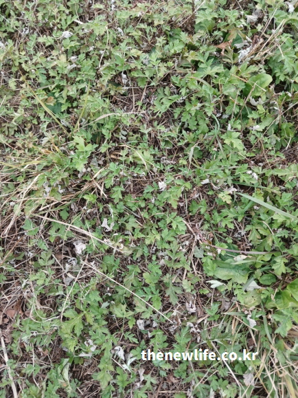 들판에서 촬영한 가을쑥의 실제 모습 – 잎이 옅은 회녹색으로 변하며 간 해독 효능과 관련된 자연 약초