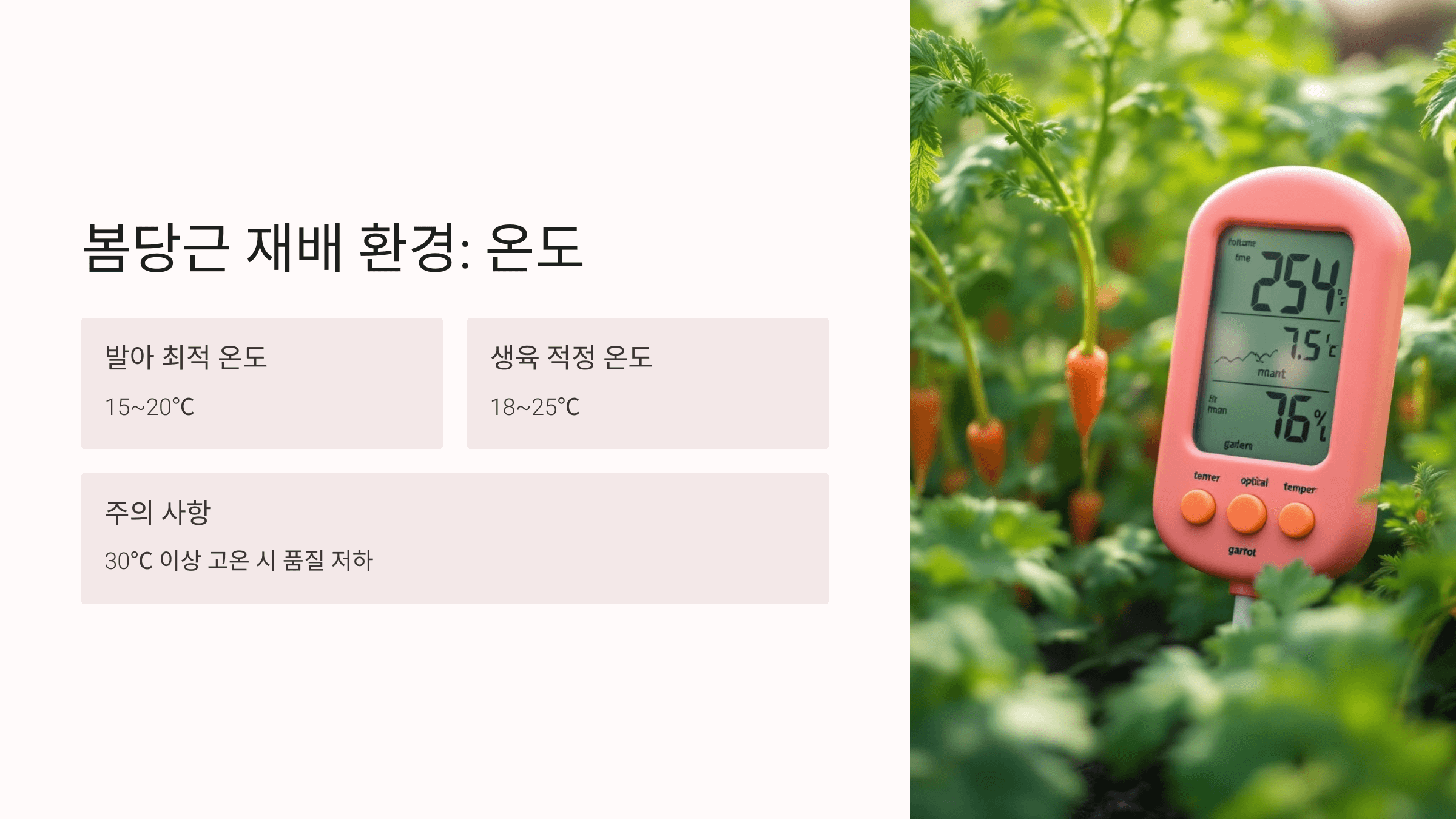 당근 사진입니다.