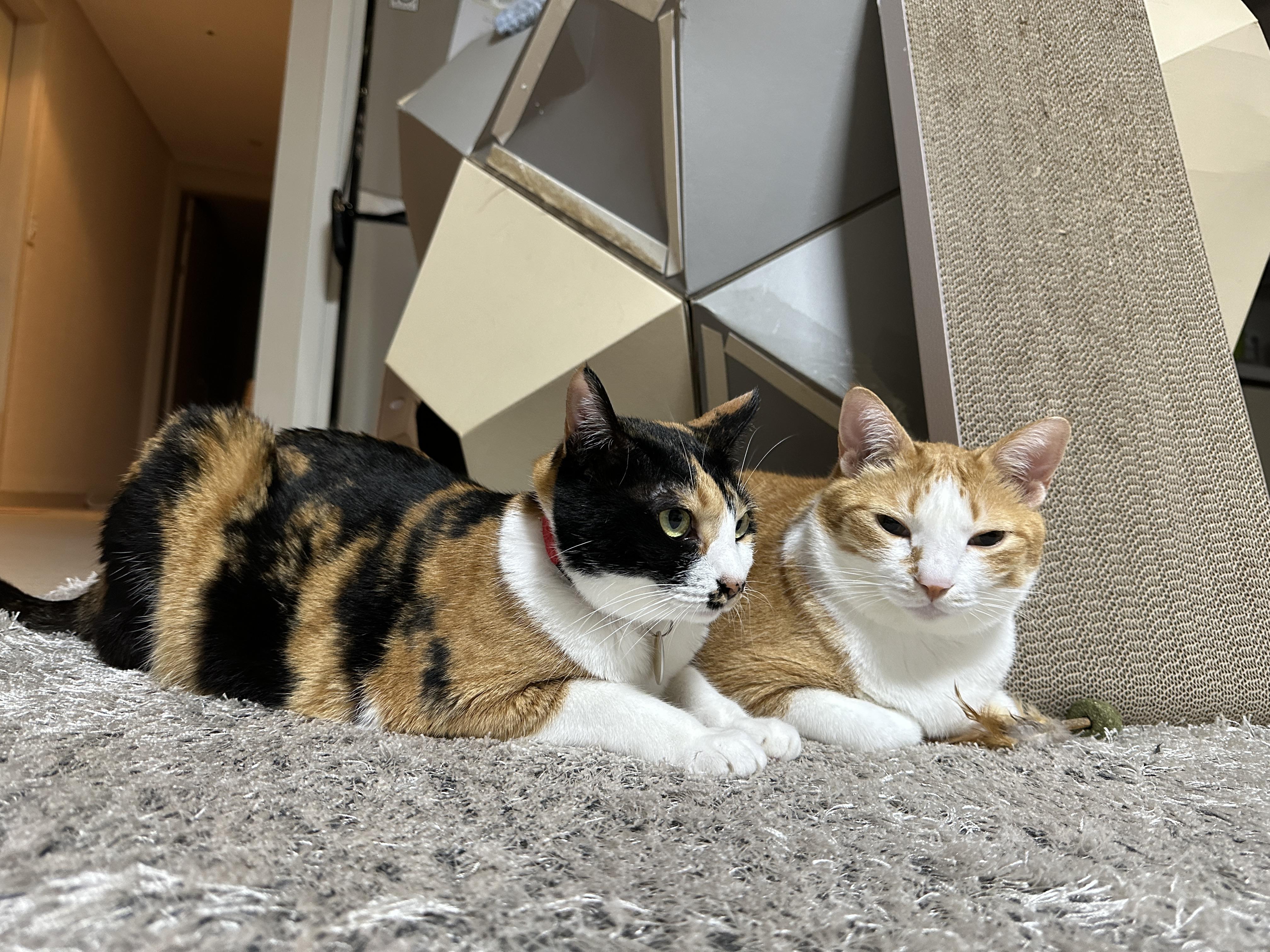 치즈냥이_호야가_엄마에게_텔레파시를_보내고_있다_엄마_놀아죠!!