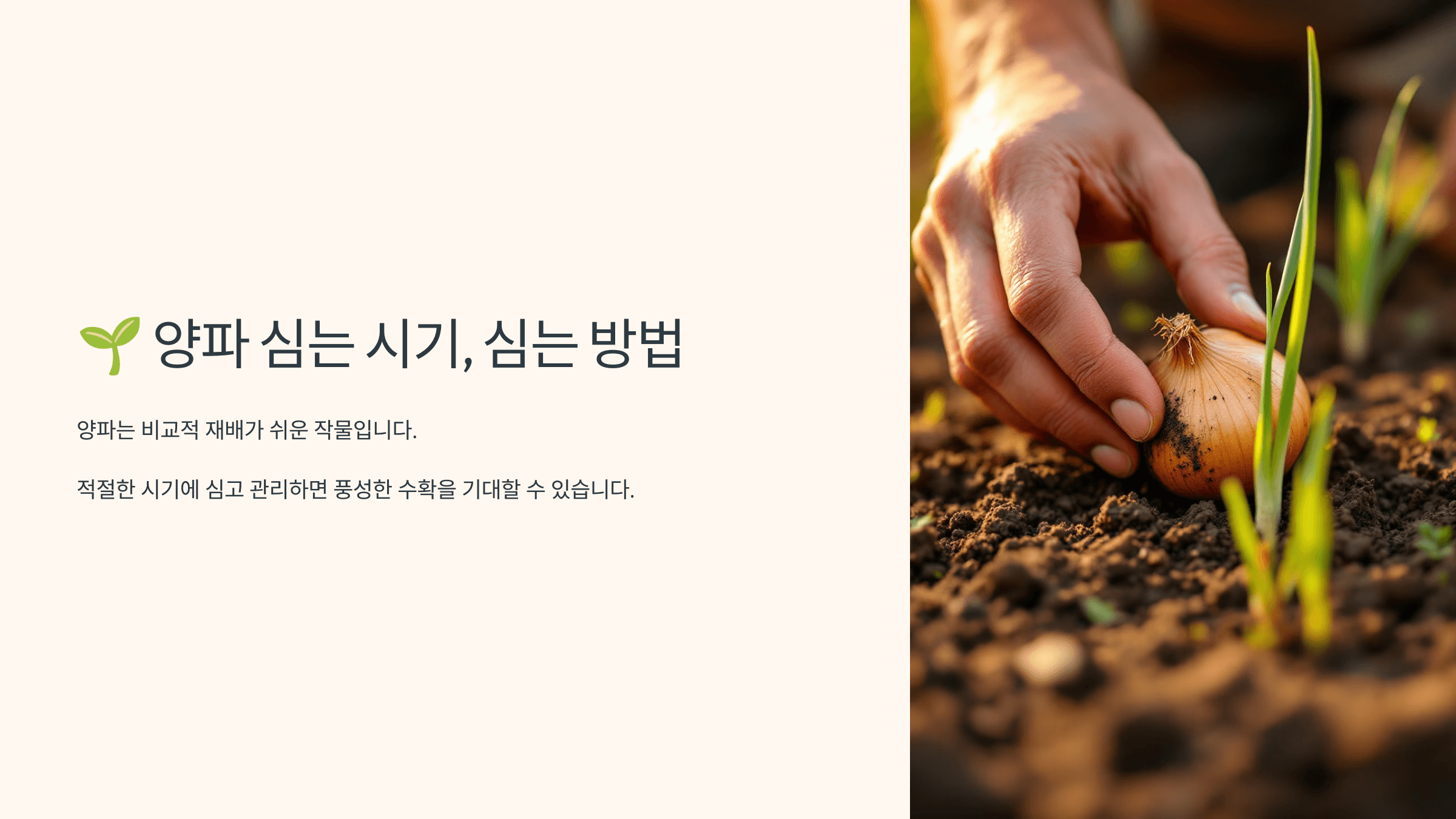 양파 사진입니다.