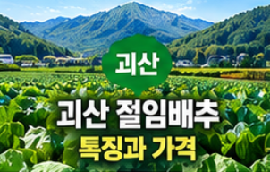 2026 절임배추 사전예약 20kg 가격 비교와 예약 시기&amp;#44; 김장 준비 방법 총정리 
