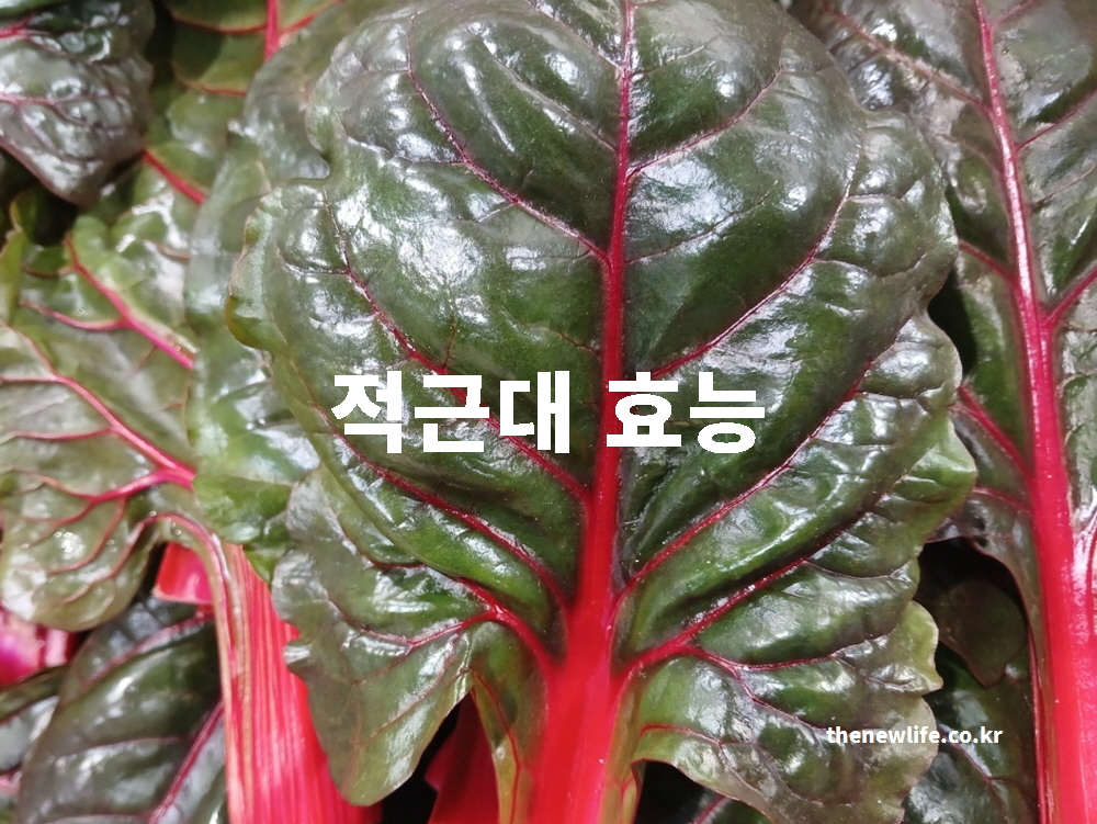 붉은 줄기가 선명하고 잎에 하얀 과분이 살아있는 신선한 적근대 효능 대표 실사진