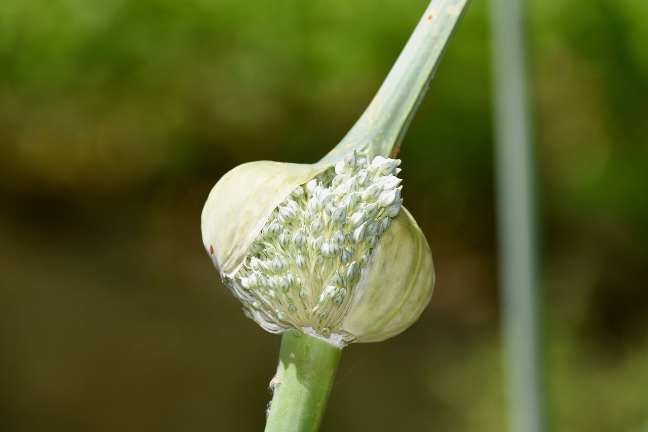 쪽파 심는 시기 파종 시기 쪽파 재배 심는 방법