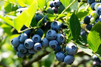 블루베리 효능 먹는법 하루 섭취량 쥬스_12