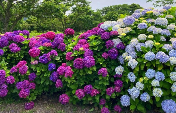 제주 서귀포 유채꽃 & 수국길