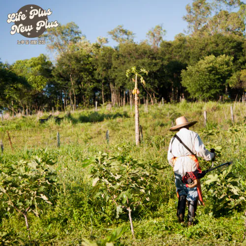 수시인출형 활용 전략