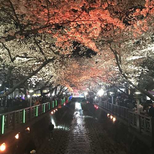 진해군항제3