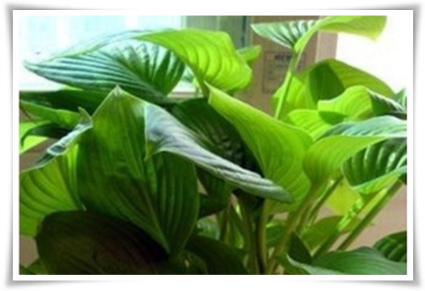 정원 "옥잠화 키우기" 초록빛 힐링을 선사하는 마법 같은 꽃!