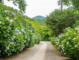 연화도 절벽과 수국길&amp;#44; 바다를 함께 담은 장면