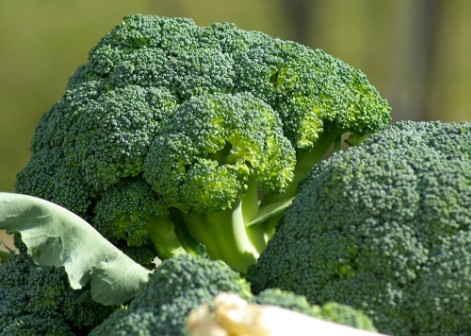 브로콜리의 효능, 고르는 법, 그리고 세척법
