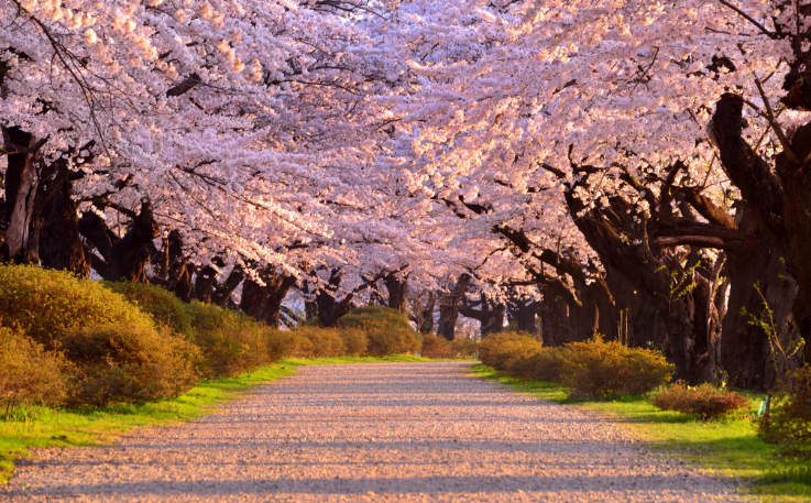 기타카미텐쇼벚꽃-이미지출처-japan-travel