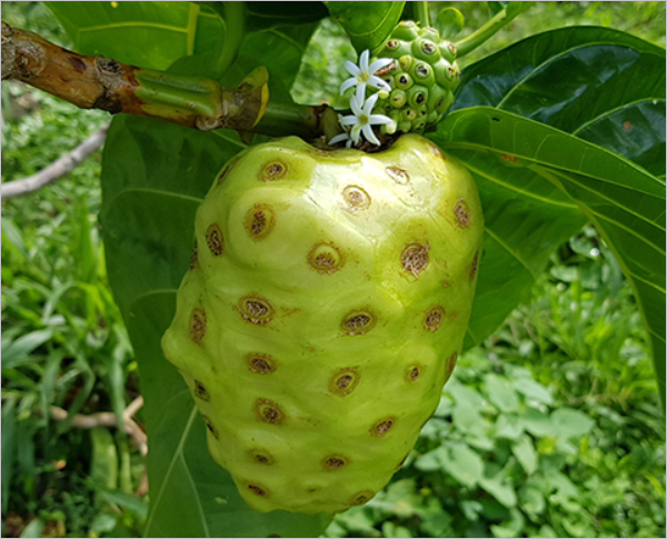 노니 부작용, 이 글로 종결!