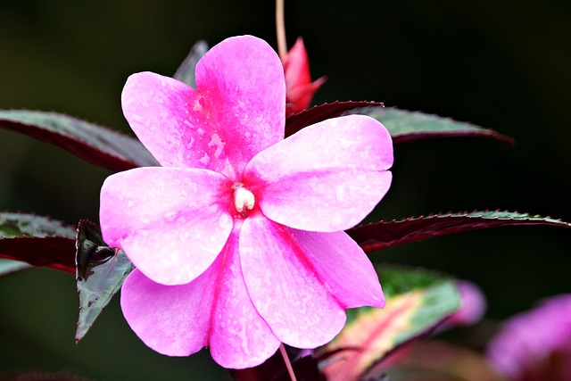 뉴기니아봉선화