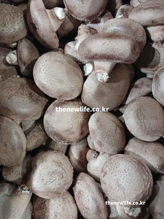 고지혈증 좋은 음식 버섯 표고버섯