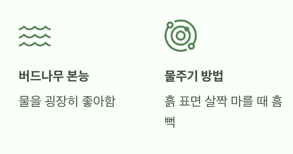 2. 물을 좋아하는 버드나무의 본능