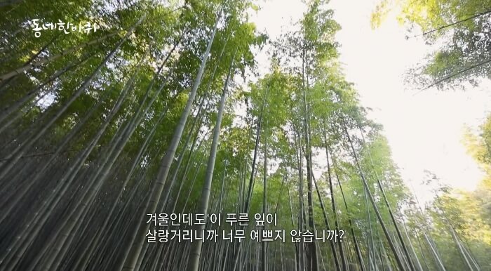 대나무