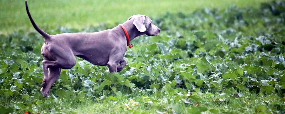 새끼 강아지 키우는법 41 이미지