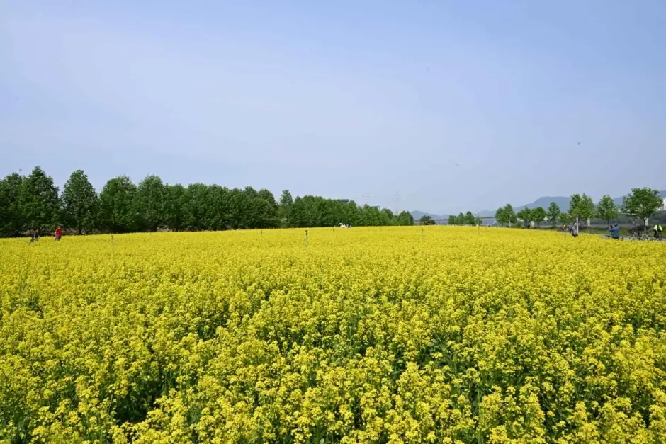 구리 유채꽃 축제