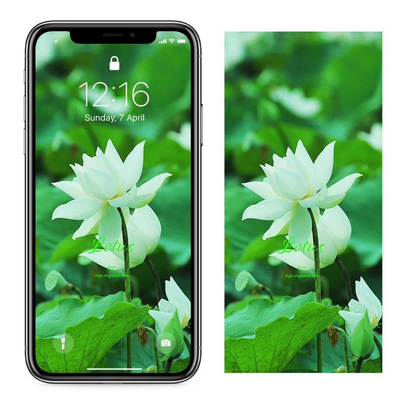 08 흰색 연꽃 C - Lotus 연꽃배경화면