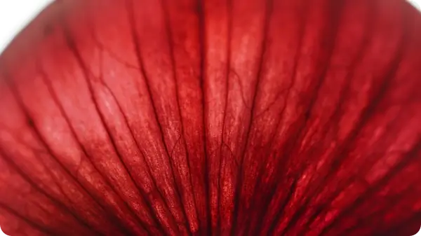 양파장아찌 담그는 법