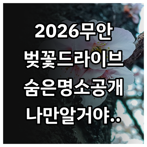 2026 무안 벚꽃 드라이브 코스와 ..