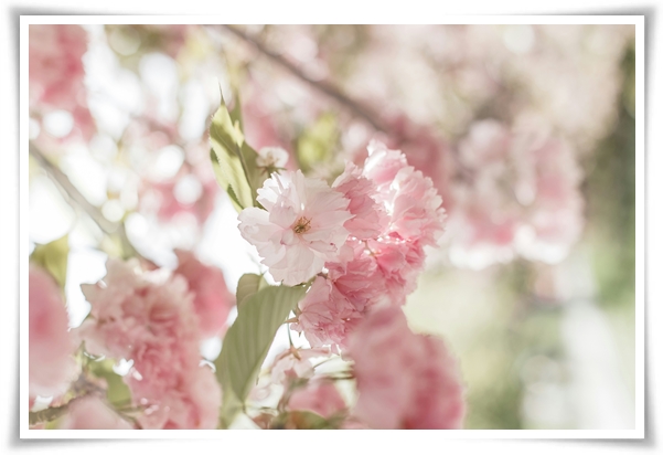 "벚꽃" 희망과 새로운 시작의 상징 봄의 전령사!