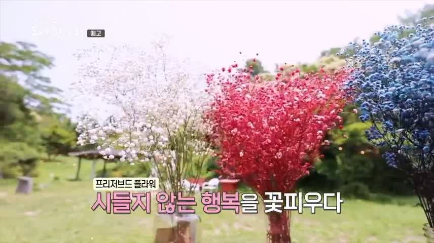 김영철의 동네 한 바퀴 사계절 내내 시들지 않는 꽃 프리저브드 플라워 카페 보령 디저트 맛집 소개