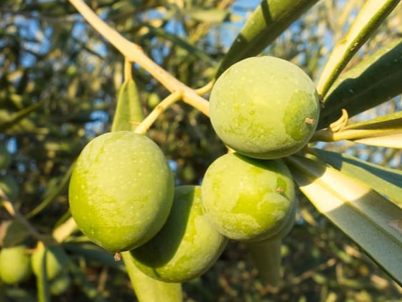 올리브오일 두뇌 건강 지원