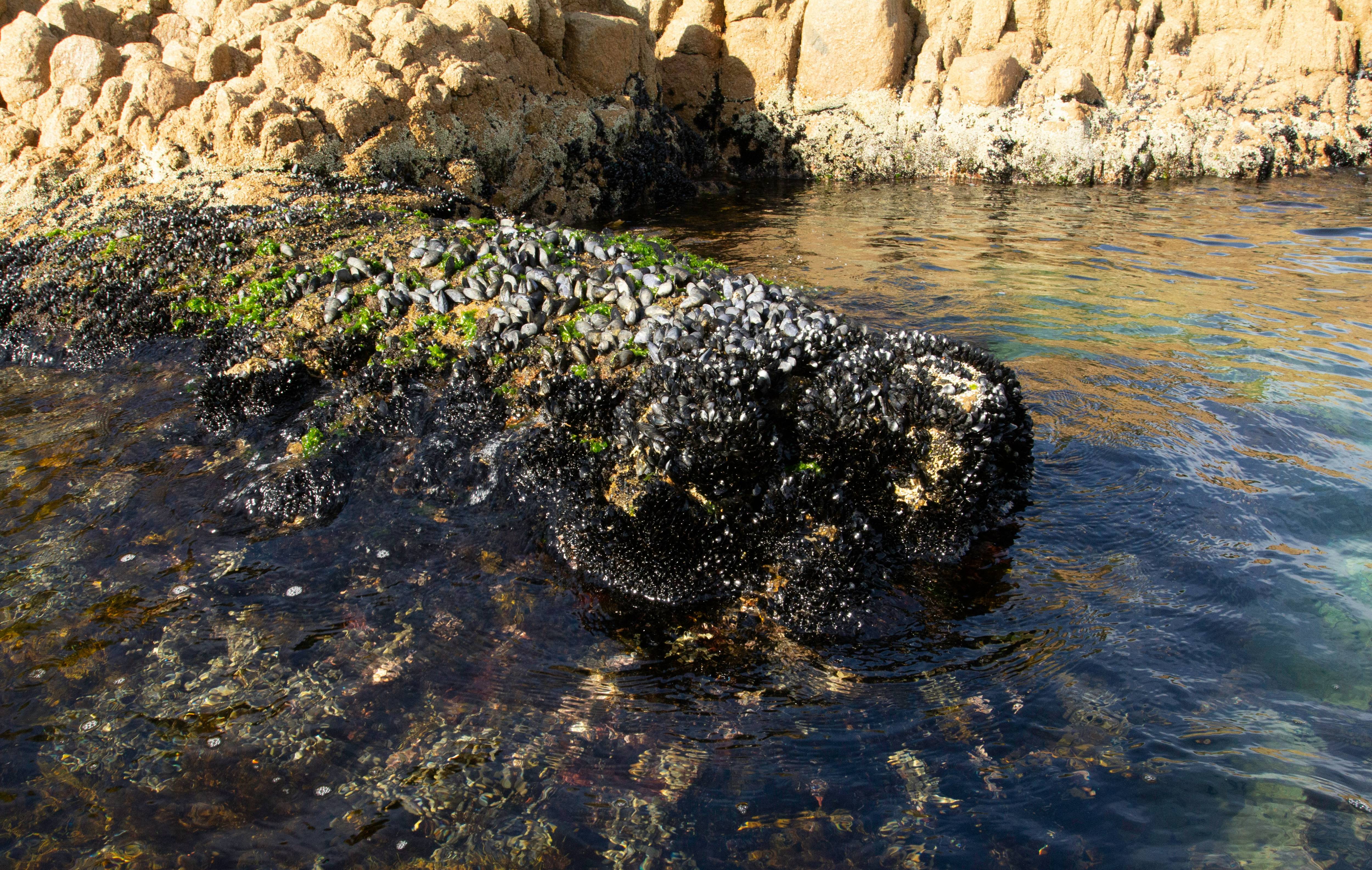 홍합 바다 이미지