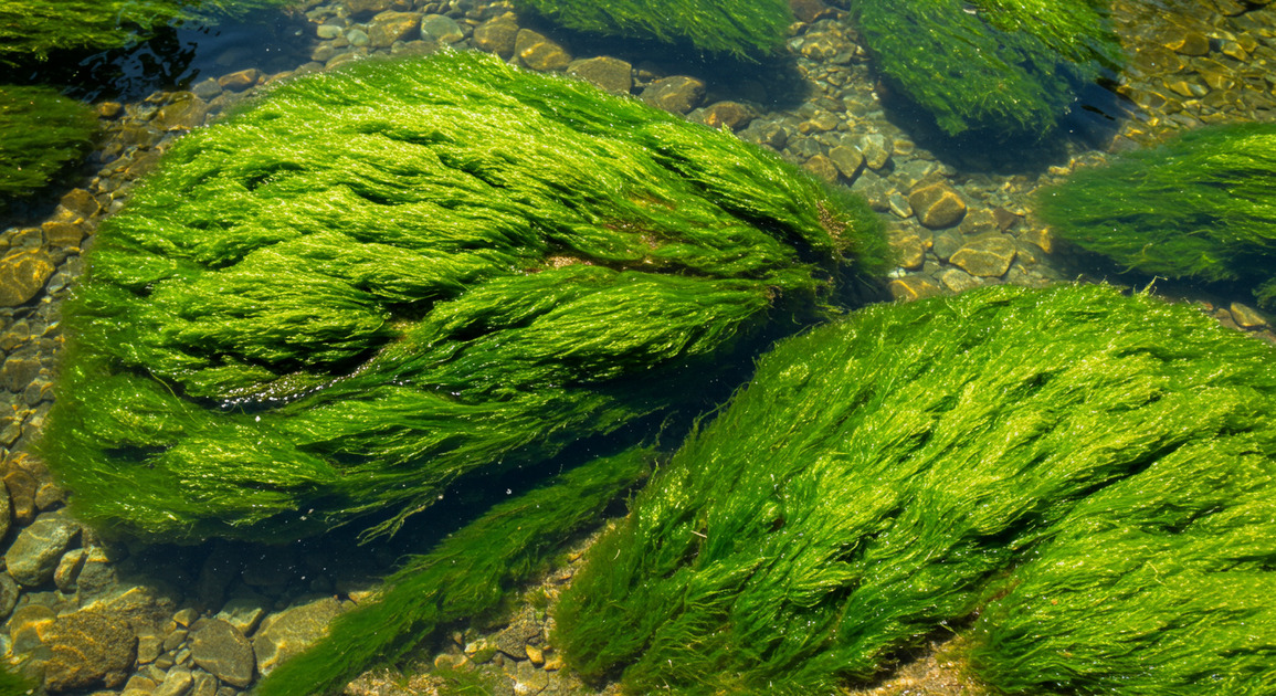하천 아래 녹조 이미지