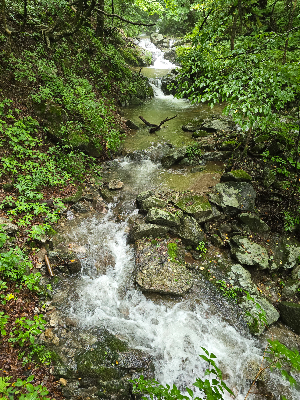 곰배령 숲길 사이 계곡 사진