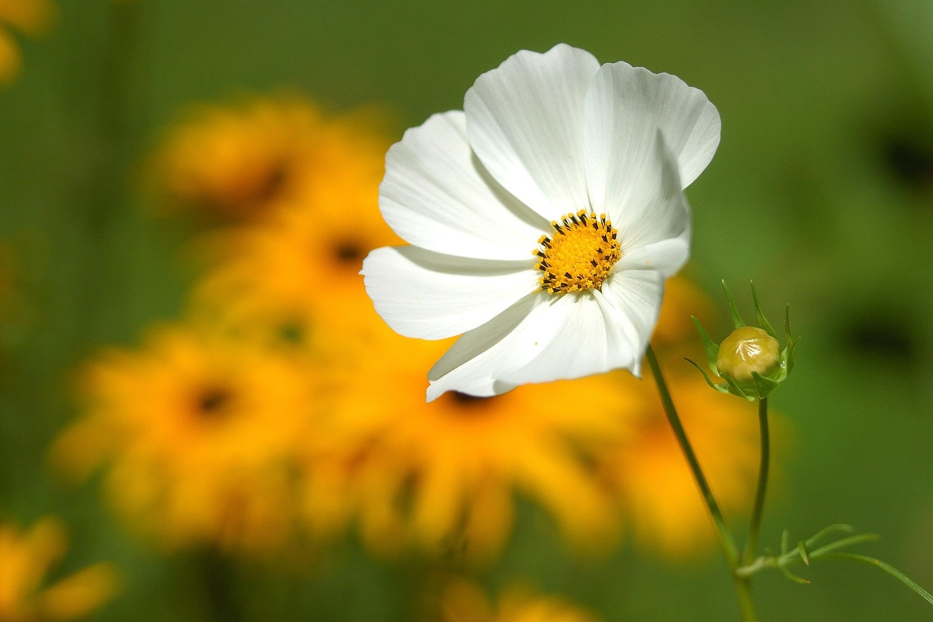 코스모스 꽃