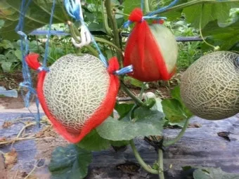 멜론 재배 수정 관리 당도 올리기 비가림 요령_9